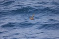 Short-tailed Shearwater in Japan Royalty Free Stock Photo