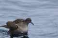 Short-tailed Shearwater, Puffinus tenuirostris, on ocean Royalty Free Stock Photo