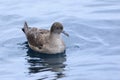 Short-tailed Shearwater, Puffinus tenuirostris, at sea Royalty Free Stock Photo