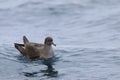 Short-tailed Shearwater, Puffinus tenuirostris, on water Royalty Free Stock Photo