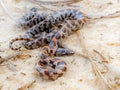 short tailed snake Lampropeltis extenuata with red dorsal blotched pattern