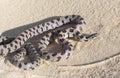 short tailed snake - Lampropeltis extenuata is a small harmless colubrid snake. Fossorial and seldom seen found only in sandy,