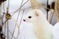 Short-tailed Weasel 830074