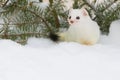 Short tailed weasel by fir branch