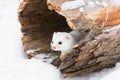 Short tailed weasel looking out of his den