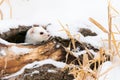 Short tailed weasel looking out of log hole