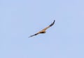 A Short Toe Snake Eagle flying Royalty Free Stock Photo