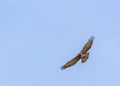 A Short Toe Snake eagle in sky Royalty Free Stock Photo