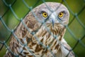 Short toed Eagle behind cage