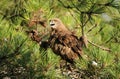 A short-toed eagle with the chicken Royalty Free Stock Photo