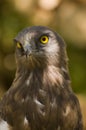 Short toed eagle ( circaetus gallicus )