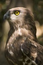 Short toed eagle ( circaetus gallicus )