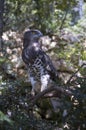 Short toed eagle ( circaetus gallicus )