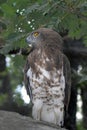 Short-toed eagle eyes among the oaks