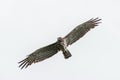 Short-toed eagle flying in the overcast sky