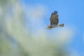 Short-toed eagle in full flight, against a blue sky Royalty Free Stock Photo