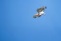 Short-toed eagle in full flight, against a blue sky Royalty Free Stock Photo