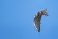Short-toed eagle in full flight, against a blue sky Royalty Free Stock Photo