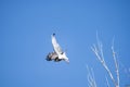 Short-toed eagle in full flight, against a blue sky Royalty Free Stock Photo