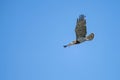 Short-toed eagle in full flight, against a blue sky Royalty Free Stock Photo