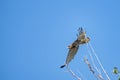 Short-toed eagle in full flight, against a blue sky Royalty Free Stock Photo