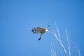 Short-toed eagle in full flight, against a blue sky Royalty Free Stock Photo