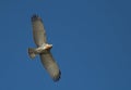 Short Toed Snake Eagle Royalty Free Stock Photo