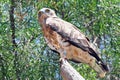 Short-toed Snake Eagle