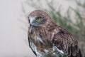 Short-toed snake eagle (circaetus gallicus) Royalty Free Stock Photo