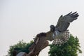 The short-toed snake eagle Circaetus gallicus, also known as short-toed eagle flies in spreading its wings back lite