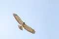 Short-toed snake eagle or Circaetus gallicus open wings flying position in Dadia forest Evros Greece, isolated, blue sky