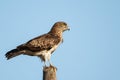 Short-toed snake eagle or Circaetus gallicus sitting position in Dadia forest Evros Greece, isolated, blue sky