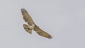 Short-toed Snake Eagle in Clear Sky Royalty Free Stock Photo