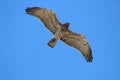 short toed snake eagle flying away bird pray Royalty Free Stock Photo
