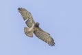 Short-toed Snake Eagle flying on thermals Royalty Free Stock Photo