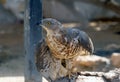 Short-toed snake eagle (lat.- Circaetus gallicus Royalty Free Stock Photo