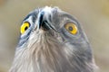 Short-toed snake eagle (lat.- Circaetus gallicus Royalty Free Stock Photo
