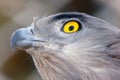 Short-toed snake eagle (lat.- Circaetus gallicus Royalty Free Stock Photo