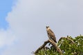 Short toed snake eagle sitting in a tree