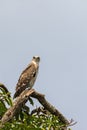 Short-toed snake eagle