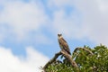 Short toed snake eagle in a tree