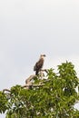 Short toed snake eagle in the wild