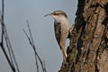 Short-toed Tree Creeper