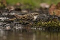 Short Toed tree-creeper, Certhia brachydactyla