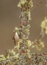 Short-toed Treecreeper on branch Royalty Free Stock Photo