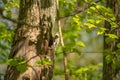 Short toed treecreeper camouflaged on tree Royalty Free Stock Photo