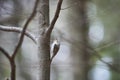 Short-toed treecreeper Certhia brachydactyla bird Royalty Free Stock Photo