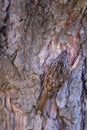 Cute bird climbing tree. Forest bird. Nature Background. Short toed Treecreeper. Certhia brachydactyla. Royalty Free Stock Photo