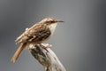 Short-toed Treecreeper - Certhia brachydactyla Royalty Free Stock Photo