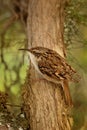 Short-toed Treecreeper - Certhia brachydactyla Royalty Free Stock Photo